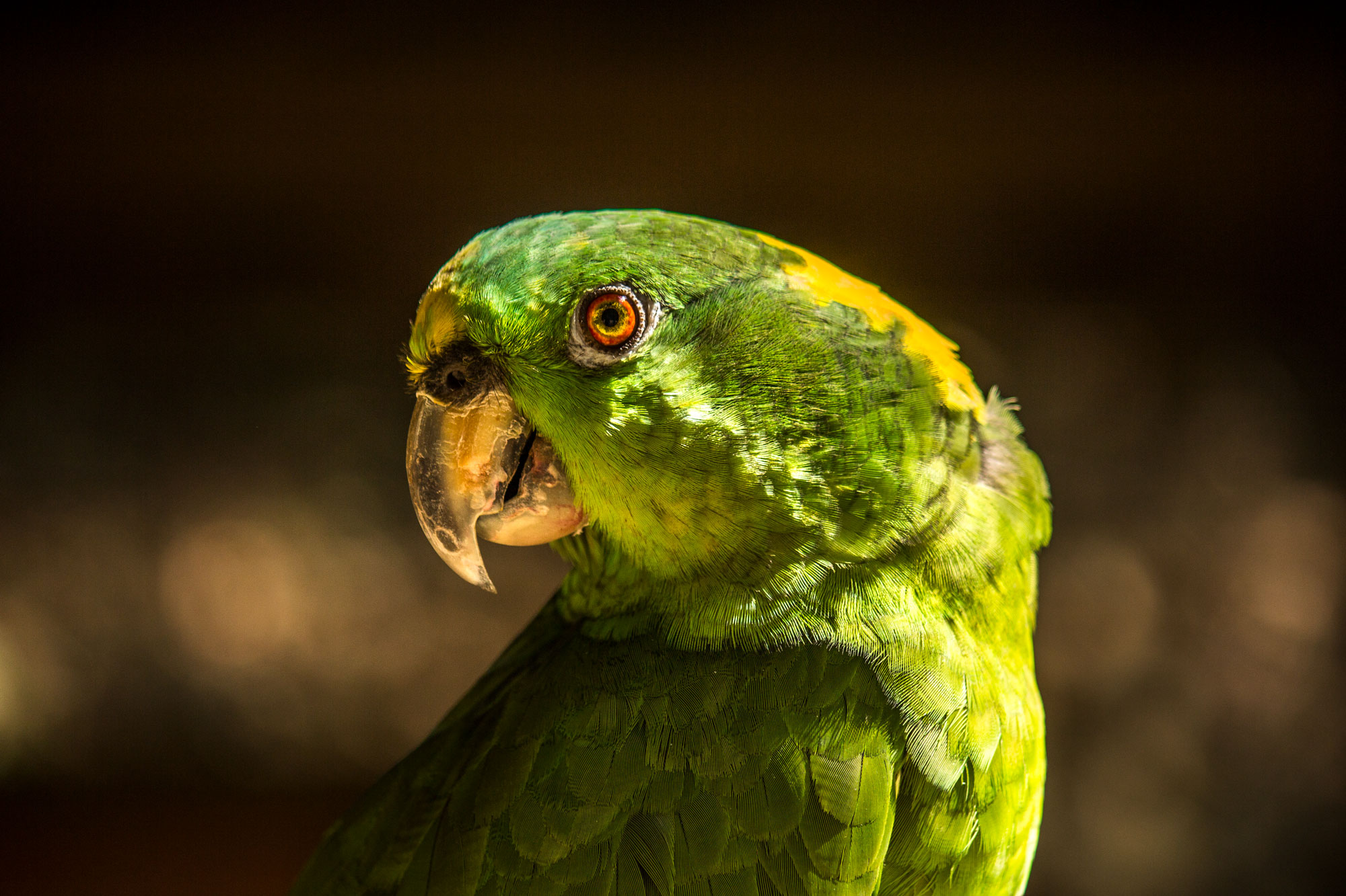 Yellow-naped Amazon EBird | atelier-yuwa.ciao.jp